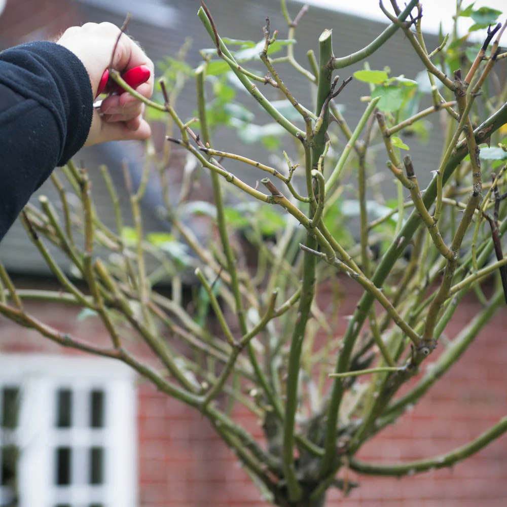 Hand pruning rose stems with secateurs